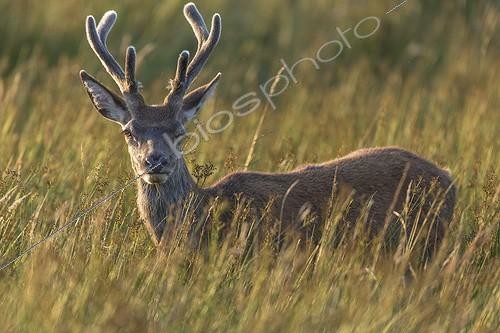Biosphoto | 2059901 | Scottish deer (Cervus elaphus scoticus) in tall grass. Isle of Jura, Scotland | &copy; Alain Roux / Biosphoto