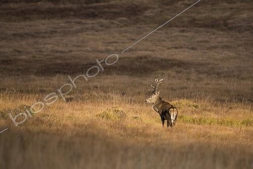 Biosphoto | 2059907 | Scottish deer (Cervus elaphus scoticus) in the moor. Isle of Jura, Scotland | &copy; Alain Roux / Biosphoto