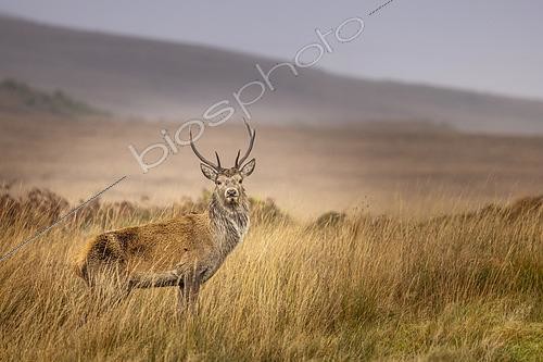 Biosphoto | 2612048 | Scottish red deer (Cervus elaphus scoticus) on the moor, Jura Island, Inner Hebrides, Scotland | &copy; Alain Roux / Biosphoto