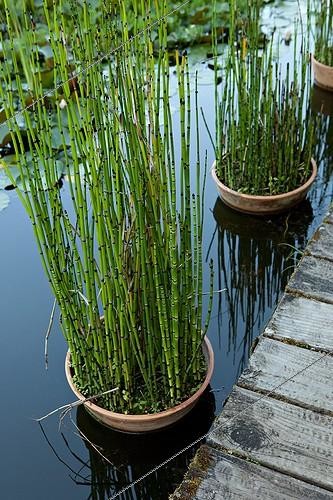 Biosphoto | 891720 | Scouringrush horsetail in the Garden of Paradises Tarn | &copy; Philippe Giraud / Biosphoto
