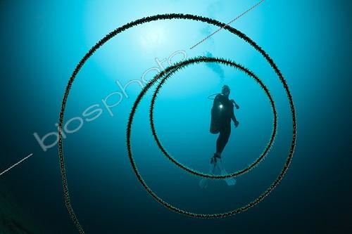 Biosphoto | 1443324 | Scuba Diver and Spiral Wire Coral Cenderawasih Bay Indonesia | &copy; Reinhard Dirscherl / Biosphoto