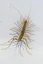 Biosphoto | 2621503 | Scutigère véloce (Scutigera coleoptrata) piégée dans un bac de douche, Gers, France | &copy; Marie Aymerez / Biosphoto