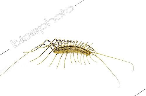 Biosphoto | 2433959 | Scutigère véloce (Scutigera coleoptrata) sur fond blanc | &copy; Stuart Wilson / Biosphoto