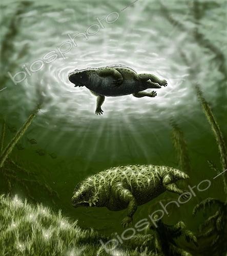 Biosphoto | 2479117 | Scutosaurus karpinskii in prehistoric waters. | &copy; Yuriy Priymak / Stocktrek Images / Biosphoto