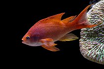 Biosphoto | 2582887 | Sea Goldie (Pseudanthias squamipinnis) male in aquarium | &copy; Marie Aymerez / Biosphoto