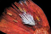 Biosphoto | 2586971 | Sea lice Anilocra capensis and Nerocila armata. Small isopod crustaceans that parasitize fish by feeding on their fluids. In the image on the fin of a catalufa (Heteropriacanthus cruentatus). Tenerife, Canary Islands. | &copy; Sergio Hanquet / Biosphoto