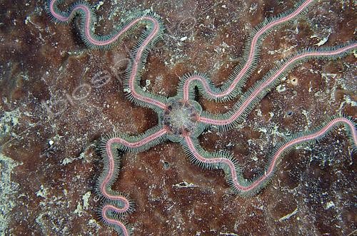Biosphoto | 2485005 | Sea Nymph Brittle Star (Macrophiothrix nereidina), Underwater Temple dive site, Pemuteran, Buleleng Regency, Bali, Indonesia | &copy; Colin Marshall / Biosphoto
