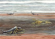 Biosphoto | 2476368 | Sea scorpion Mixopterus kiaeri sheds its skin on the beaches of Silurian Norway, 428 million years ago. During this time there was no life on land yet, so it was safe for Mixopterus to go thorough this vulnerable act on the beach. . . Watercolor and colored pencil on board | &copy; Esther van Hulsen / Stocktrek Images / Biosphoto