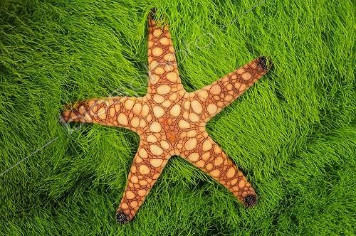 Biosphoto | 1776286 | Sea star on green algae Fiji | &copy; Brandon Cole / Biosphoto