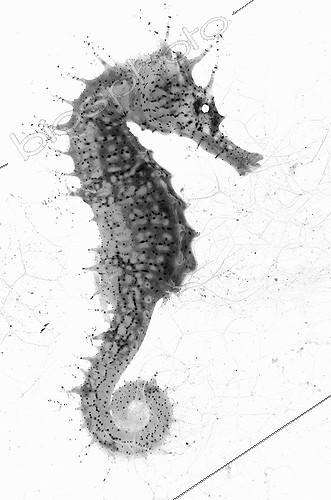 Biosphoto | 2016505 | Seahorse on white background inspiration Gyotaku ; It is inspired by the Gyotaku, a traditional Japanese method of fish printing, dating from the mid-1800s it was used by fishermen to record their catches, but has also become an art form in itself. I tried to apply it in photography. I think it's a great relationship between underwater photography, sea, art and history of the fishermen. | &copy; Sergi Garcia Fernandez / Biosphoto