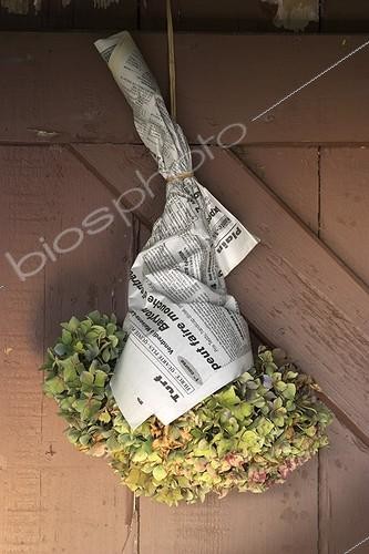 Biosphoto | 44808 | Séchage de l'hortensia dans du papier journal en septembre | &copy; Jean-Michel Groult / Biosphoto