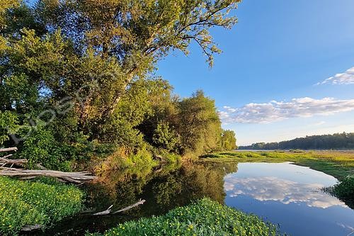 Biosphoto | 2615420 | Secondary arm of the Loire, La-Charité-sur-Loire, Nièvre, France. | &copy; Pierre Vernay / Biosphoto