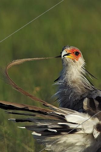 Biosphoto | 1394261 | Secretarybird preening the feathers Masai Mara Kenya | &copy; Michel Bureau / Biosphoto