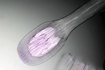 Biosphoto | 170902 | Secreting hair of Drosera observed under the microscope  | &copy; Christian Gautier / Biosphoto