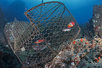 Biosphoto | 2609502 | Secteur de la pêche professionnelle. Pêche artisanale avec cages à poissons. Tenerife, îles Canaries. Océan Atlantique, Macaronésie. | &copy; Sergio Hanquet / Biosphoto