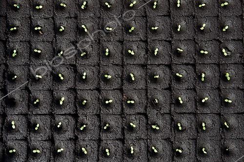 Biosphoto | 1360667 | Seedling of five days of salads in tray in the spring France | &copy; Philippe Giraud / Biosphoto
