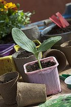 Biosphoto | 1362015 | Seedling of Squash in pot in a garden France | &copy; Philippe Giraud / Biosphoto
