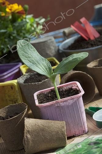 Biosphoto | 1362015 | Seedling of Squash in pot in a garden France | &copy; Philippe Giraud / Biosphoto
