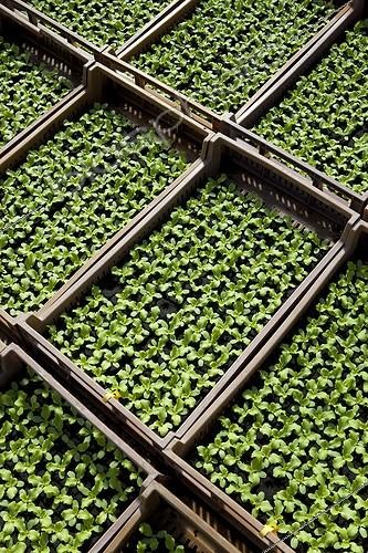 Biosphoto | 1360666 | Seedling of two weeks salads in the spring France | &copy; Philippe Giraud / Biosphoto