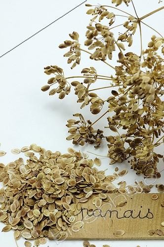 Biosphoto | 920962 | Seeds and dried parsnip umbels on white background | &copy; Denis Bringard / Biosphoto