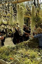 Biosphoto | 1233391 | Selling in a Market Tillandsia plants Mulhouse | &copy; Claude Thouvenin / Biosphoto