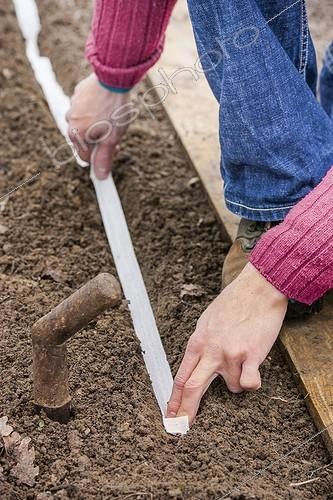 Biosphoto | 2047623 | Semis avec des graines en ruban au potager ; Plus cher, mais plus simple ! | &copy; Jean-Michel Groult / Biosphoto