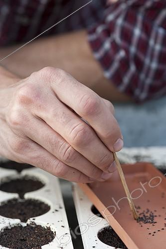 Biosphoto | 2145861 | Semis de basilic 'Grand Vert' dans une plaque alvéolaire de culture | &copy; Alexandre Petzold / Biosphoto