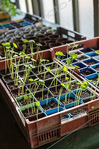 Biosphoto | 2083915 | Semis de Capucines dans une serre, Provence, France | &copy; Philippe Giraud / Biosgarden / Biosphoto