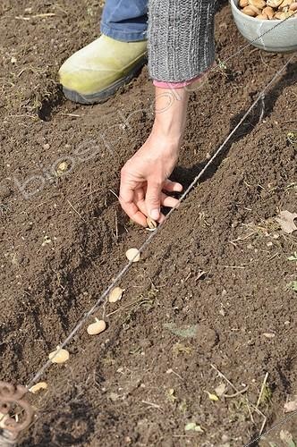 Biosphoto | 2019002 | Semis de Fêves au jardin potager | &copy; Serge Lapouge / Biosphoto