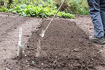Biosphoto | 2455488 | Semis de Mâche au jardin potager en été, Moselle, France - recouvrir les graines, | &copy; Yann Avril / Biosphoto