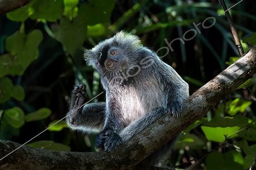 Biosphoto | 2610607 | Semnopithèque à coiffe (Trachypithecus cristatus) portrait, se grattant, le pied en l'air, Parc National de Bako, N-E de Kuching, Sarawak, Borneo, Malaisie | &copy; Stéphane Vitzthum / Biosphoto