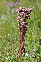 Biosphoto | 1250777 | Sempervivum blooming Mont Cenis France Alps  | &copy; Claude Balcaen / Biosphoto