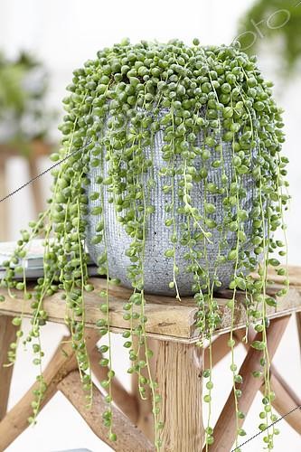 Biosphoto | 2124971 | Séneçon de Rowley (Senecio rowleyanus) | &copy; Visions Pictures / Biosphoto