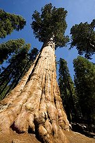 Biosphoto | 1250047 | Sequoia General Sherman Sequoia and Kings Canyon NP USA | &copy; Daniel Heuclin / Biosphoto