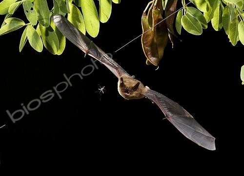 Biosphoto | 2009116 | Serotine Bat flying and prey at night - Spain | &copy; Mario Cea Sanchez / Biosphoto