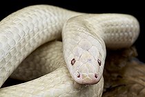Biosphoto | 2597608 | Serpent arc-en-ciel albinos (Xenopeltis unicolor) | &copy; Matthijs Kuijpers / Biosphoto