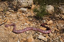 Biosphoto | 1250024 | Serpent coureur rouge rampant dans le désert d'Arizona USA | &copy; Daniel Heuclin / Biosphoto