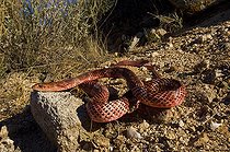 Biosphoto | 1250025 | Serpent coureur rouge rampant dans le désert d'Arizona USA | &copy; Daniel Heuclin / Biosphoto