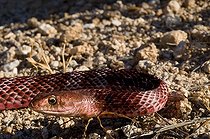 Biosphoto | 1250030 | Serpent coureur rouge rampant dans le désert d'Arizona USA | &copy; Daniel Heuclin / Biosphoto