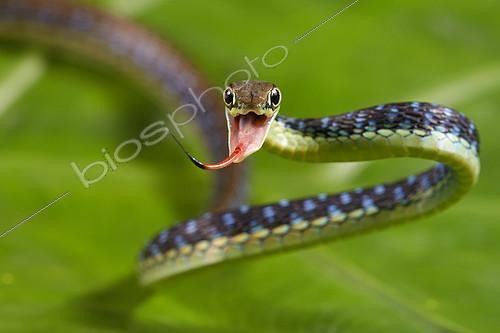 Biosphoto | 2094483 | Serpent peint à dos brun (Dendrelaphis pictus), Siberut, Mentawai, Indonésie. | &copy; Quentin Martinez / Biosphoto