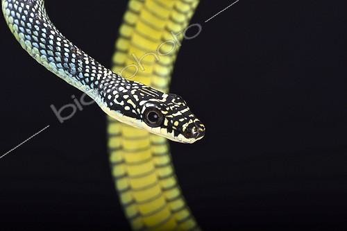 Biosphoto | 2063887 | Serpent volant de paradis (Chrysopelea paradisi), Malaisie | &copy; Matthijs Kuijpers / Biosphoto