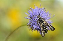 Biosphoto | 2069466 | Sésie de la bugrane (Bembecia albanensis) mâle sur fleur, Parc naturel régional des Vosges du Nord, France | &copy; Michel Rauch / Biosphoto