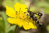 Biosphoto | 2484935 | Sésie empiforme (Chamaesphecia empiformis) sur une fleur de Potentille rampante (Potentilla reptans), Parc naturel régional des Vosges du Nord, France | &copy; Michel Rauch / Biosphoto