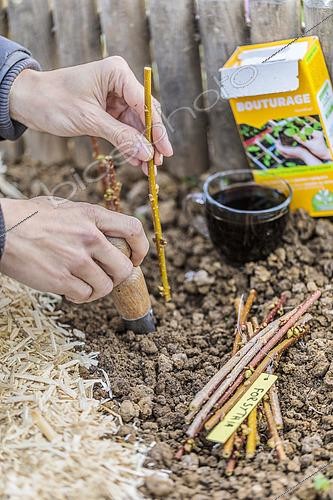 Biosphoto | 2458808 | Setting of dry forsythia cuttings in winter, previously soaked in a cutting hormone substitute based on humic acid. | &copy; Jean-Michel Groult / Biosphoto
