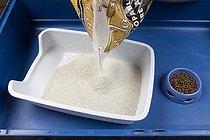 Biosphoto | 181625 | Setting of the litter for Ferrets in a box France | &copy; Michel Gunther / Biosphoto