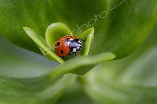 Biosphoto | 2564382 | Seven-spot ladybird (Coccinella septempunctata) on succulent plant, Cotes-d'Armor, France | &copy; Marie Aymerez / Biosphoto