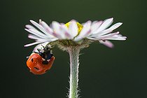 Biosphoto | 2584776 | Seven-spotted ladybug (Coccinella septempunctata) on Lawn daisy flower, Bouxières aux dames, Lorraine, France | &copy; Stéphane Vitzthum / Biosphoto