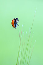 Biosphoto | 2629065 | Seven-spotted ladybug (Coccinella septempunctata) on an ear, Bouxières-aux-Dames plateau, Lorraine, France. | &copy; Stéphane Vitzthum / Biosphoto