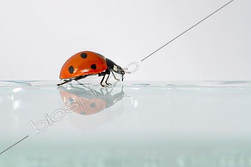 Biosphoto | 2086701 | Sevenspotted lady beetle (Coccinella septempunctata) walking on a window, France | &copy; Cédric Join / Biosphoto
