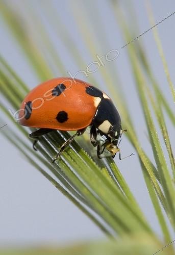Biosphoto | 151660 | Sevenspotted lady beetle eating an Aphid on a Barley's ear | &copy; Claudius Thiriet / Biosphoto